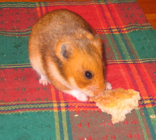 Inget foto ännu.